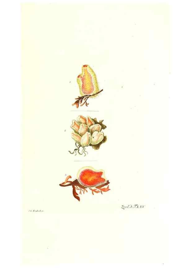 Reproducción/Reproduction 7495549764: Zoologia danica, sev Animalivm Daniae et Norvegiae rariorvm ac minvs notorvm descriptiones et historia .... Havniae :typis N. Mölleri aulae regiae typographi et filii,1788-1806.