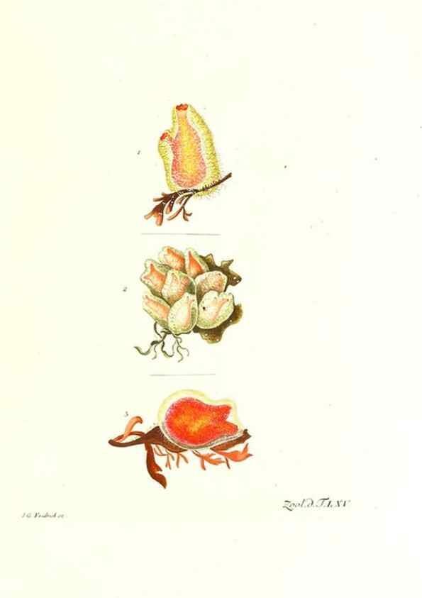 Reproducción/Reproduction 7495549764: Zoologia danica, sev Animalivm Daniae et Norvegiae rariorvm ac minvs notorvm descriptiones et historia .... Havniae :typis N. Mölleri aulae regiae typographi et filii,1788-1806.