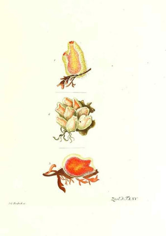 Reproducción/Reproduction 7495549764: Zoologia danica, sev Animalivm Daniae et Norvegiae rariorvm ac minvs notorvm descriptiones et historia .... Havniae :typis N. Mölleri aulae regiae typographi et filii,1788-1806.