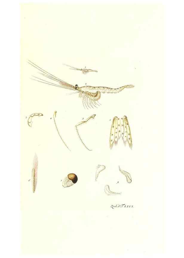 Reproducción/Reproduction 7495551022: Zoologia danica, sev Animalivm Daniae et Norvegiae rariorvm ac minvs notorvm descriptiones et historia .... Havniae :typis N. Mölleri aulae regiae typographi et filii,1788-1806.
