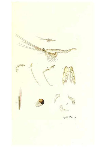 Reproducción/Reproduction 7495551022: Zoologia danica, sev Animalivm Daniae et Norvegiae rariorvm ac minvs notorvm descriptiones et historia .... Havniae :typis N. Mölleri aulae regiae typographi et filii,1788-1806.