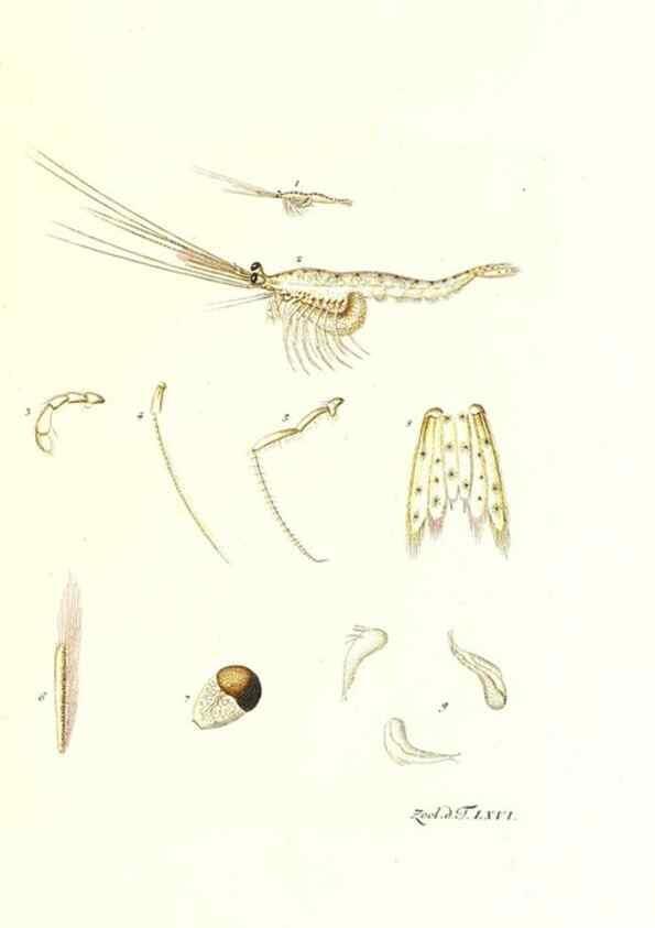 Reproducción/Reproduction 7495551022: Zoologia danica, sev Animalivm Daniae et Norvegiae rariorvm ac minvs notorvm descriptiones et historia .... Havniae :typis N. Mölleri aulae regiae typographi et filii,1788-1806.