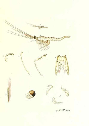Reproducción/Reproduction 7495551022: Zoologia danica, sev Animalivm Daniae et Norvegiae rariorvm ac minvs notorvm descriptiones et historia .... Havniae :typis N. Mölleri aulae regiae typographi et filii,1788-1806.