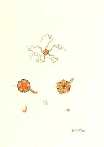 Reproducción/Reproduction 7495540654: Zoologia danica, sev Animalivm Daniae et Norvegiae rariorvm ac minvs notorvm descriptiones et historia .... Havniae :typis N. Mölleri aulae regiae typographi et filii,1788-1806.