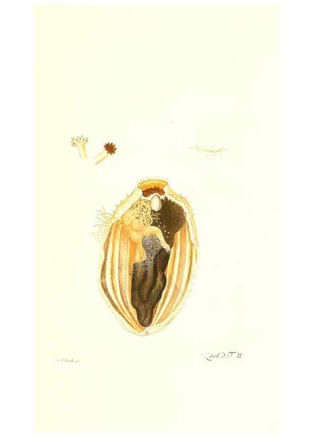 Reproducción/Reproduction 7495463846: Zoologia danica, sev Animalivm Daniae et Norvegiae rariorvm ac minvs notorvm descriptiones et historia .... Havniae :typis N. Mölleri aulae regiae typographi et filii,1788-1806.