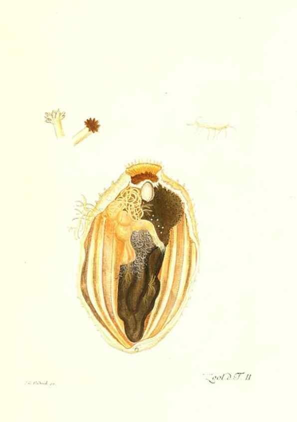 Reproducción/Reproduction 7495463846: Zoologia danica, sev Animalivm Daniae et Norvegiae rariorvm ac minvs notorvm descriptiones et historia .... Havniae :typis N. Mölleri aulae regiae typographi et filii,1788-1806.