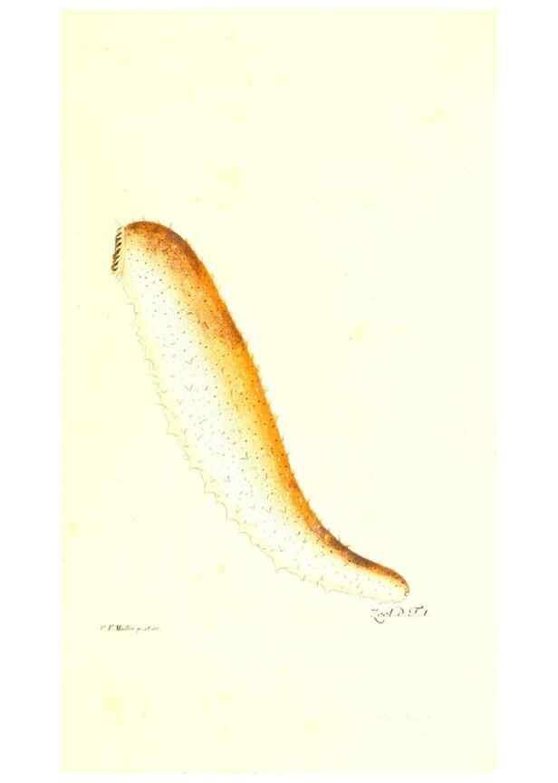 Reproducción/Reproduction 7495462544: Zoologia danica, sev Animalivm Daniae et Norvegiae rariorvm ac minvs notorvm descriptiones et historia .... Havniae :typis N. Mölleri aulae regiae typographi et filii,1788-1806.