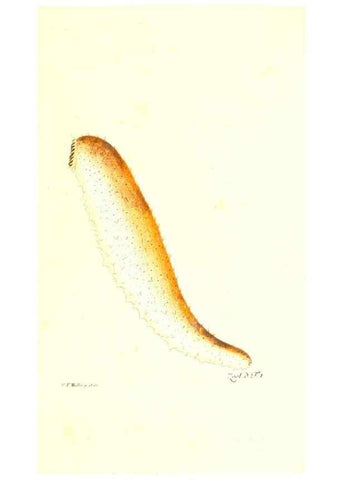Reproducción/Reproduction 7495462544: Zoologia danica, sev Animalivm Daniae et Norvegiae rariorvm ac minvs notorvm descriptiones et historia .... Havniae :typis N. Mölleri aulae regiae typographi et filii,1788-1806.