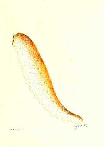 Reproducción/Reproduction 7495462544: Zoologia danica, sev Animalivm Daniae et Norvegiae rariorvm ac minvs notorvm descriptiones et historia .... Havniae :typis N. Mölleri aulae regiae typographi et filii,1788-1806.