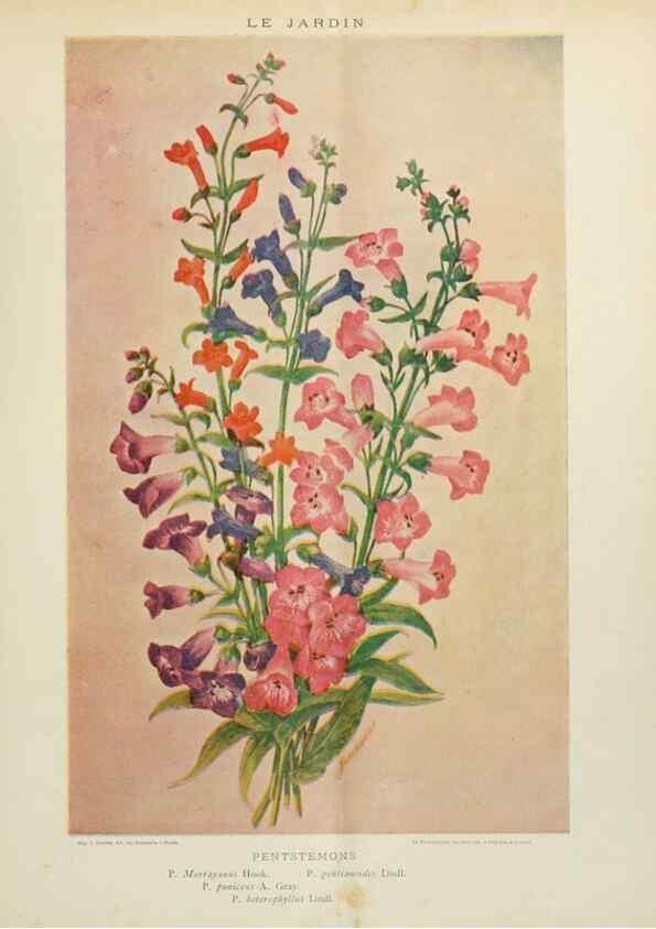 Reproducción/Reproduction 7467879948: Le Jardin.. Paris :Librairie horticole du Jardin,1887-1921.