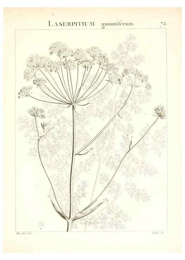 Reproducción/Reproduction 7455987212: Flora Atlantica, sive, Historia plantarum quae in Atlante, agro Tunetano et Algeriensi crescunt /. Parisiis :Apud Blanchon,1800.