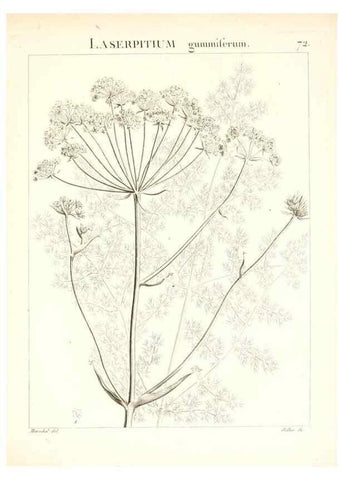Reproducción/Reproduction 7455987212: Flora Atlantica, sive, Historia plantarum quae in Atlante, agro Tunetano et Algeriensi crescunt /. Parisiis :Apud Blanchon,1800.