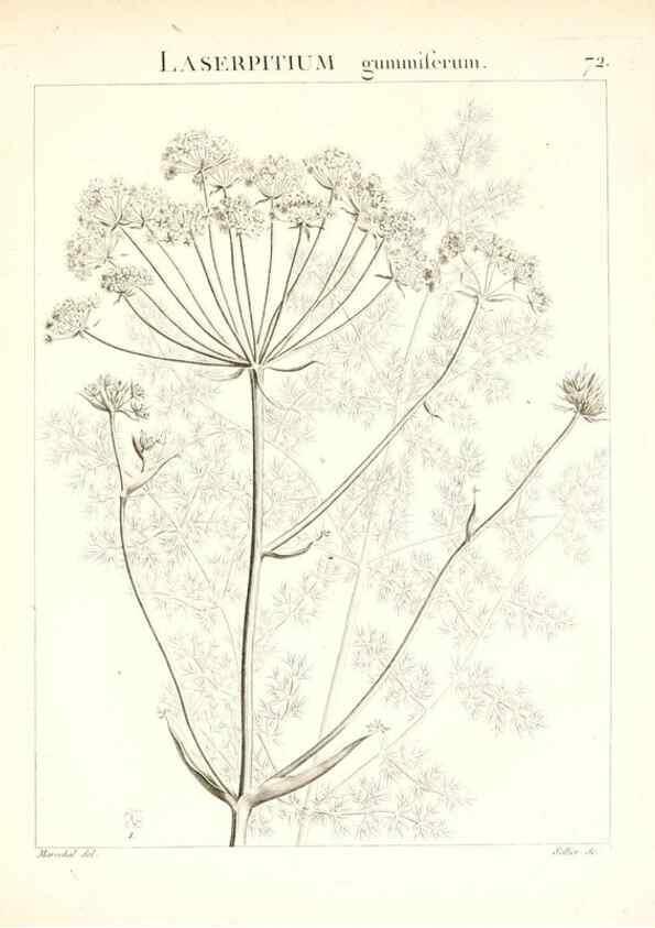Reproducción/Reproduction 7455987212: Flora Atlantica, sive, Historia plantarum quae in Atlante, agro Tunetano et Algeriensi crescunt /. Parisiis :Apud Blanchon,1800.