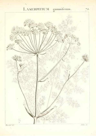 Reproducción/Reproduction 7455987212: Flora Atlantica, sive, Historia plantarum quae in Atlante, agro Tunetano et Algeriensi crescunt /. Parisiis :Apud Blanchon,1800.