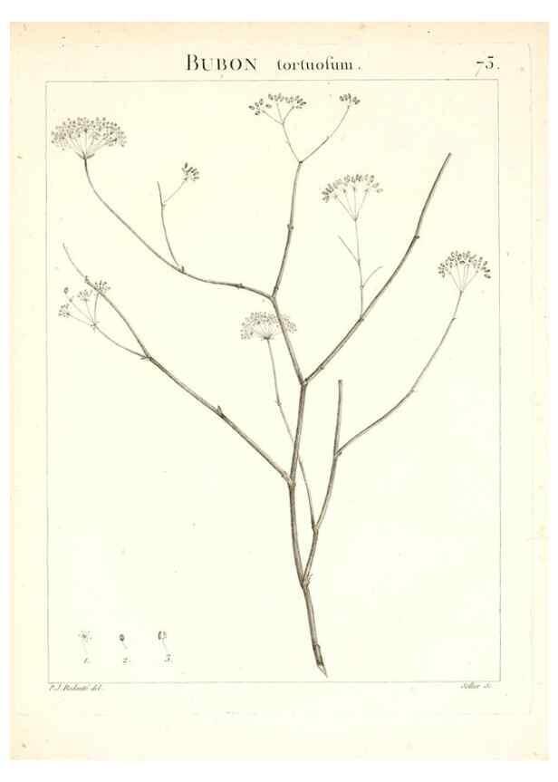 Reproducción/Reproduction 7455987952: Flora Atlantica, sive, Historia plantarum quae in Atlante, agro Tunetano et Algeriensi crescunt /. Parisiis :Apud Blanchon,1800.