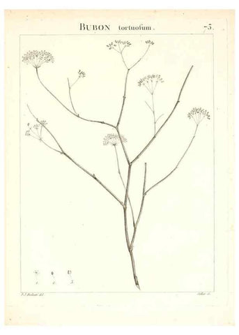 Reproducción/Reproduction 7455987952: Flora Atlantica, sive, Historia plantarum quae in Atlante, agro Tunetano et Algeriensi crescunt /. Parisiis :Apud Blanchon,1800.