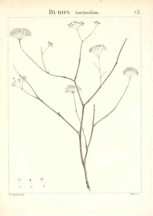 Reproducción/Reproduction 7455987952: Flora Atlantica, sive, Historia plantarum quae in Atlante, agro Tunetano et Algeriensi crescunt /. Parisiis :Apud Blanchon,1800.