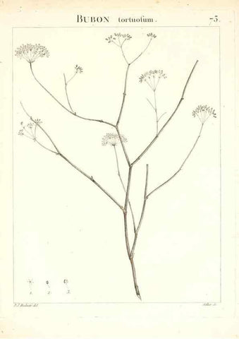 Reproducción/Reproduction 7455987952: Flora Atlantica, sive, Historia plantarum quae in Atlante, agro Tunetano et Algeriensi crescunt /. Parisiis :Apud Blanchon,1800.