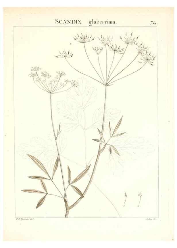 Reproducción/Reproduction 7455989276: Flora Atlantica, sive, Historia plantarum quae in Atlante, agro Tunetano et Algeriensi crescunt /. Parisiis :Apud Blanchon,1800.