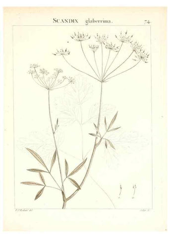 Reproducción/Reproduction 7455989276: Flora Atlantica, sive, Historia plantarum quae in Atlante, agro Tunetano et Algeriensi crescunt /. Parisiis :Apud Blanchon,1800.
