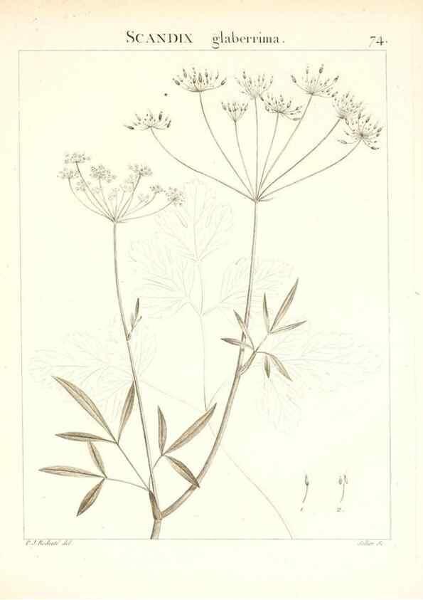 Reproducción/Reproduction 7455989276: Flora Atlantica, sive, Historia plantarum quae in Atlante, agro Tunetano et Algeriensi crescunt /. Parisiis :Apud Blanchon,1800.