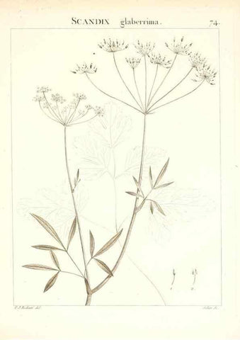 Reproducción/Reproduction 7455989276: Flora Atlantica, sive, Historia plantarum quae in Atlante, agro Tunetano et Algeriensi crescunt /. Parisiis :Apud Blanchon,1800.