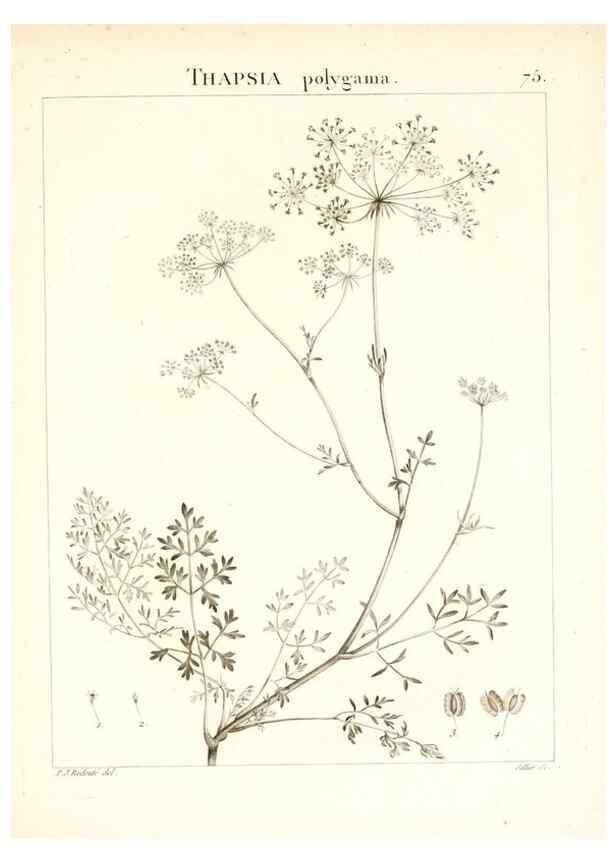 Reproducción/Reproduction 7455990138: Flora Atlantica, sive, Historia plantarum quae in Atlante, agro Tunetano et Algeriensi crescunt /. Parisiis :Apud Blanchon,1800.