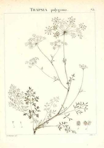 Reproducción/Reproduction 7455990138: Flora Atlantica, sive, Historia plantarum quae in Atlante, agro Tunetano et Algeriensi crescunt /. Parisiis :Apud Blanchon,1800.