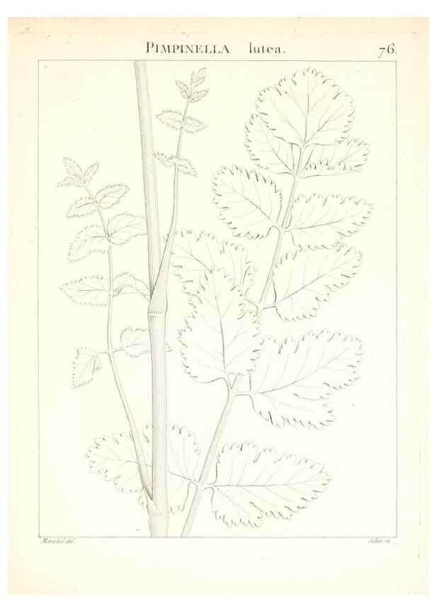 Reproducción/Reproduction 7455991944: Flora Atlantica, sive, Historia plantarum quae in Atlante, agro Tunetano et Algeriensi crescunt /. Parisiis :Apud Blanchon,1800.