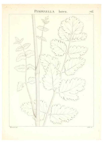 Reproducción/Reproduction 7455991944: Flora Atlantica, sive, Historia plantarum quae in Atlante, agro Tunetano et Algeriensi crescunt /. Parisiis :Apud Blanchon,1800.