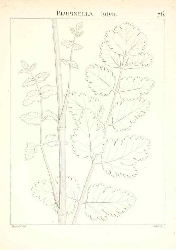 Reproducción/Reproduction 7455991944: Flora Atlantica, sive, Historia plantarum quae in Atlante, agro Tunetano et Algeriensi crescunt /. Parisiis :Apud Blanchon,1800.