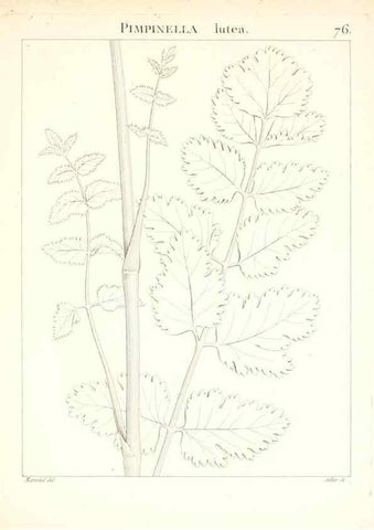 Reproducción/Reproduction 7455991944: Flora Atlantica, sive, Historia plantarum quae in Atlante, agro Tunetano et Algeriensi crescunt /. Parisiis :Apud Blanchon,1800.