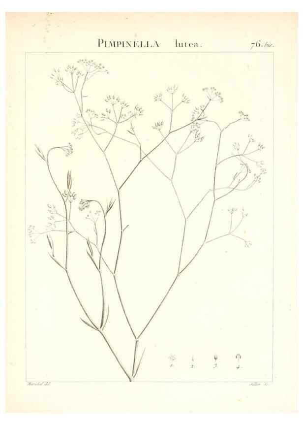 Reproducción/Reproduction 7455993266: Flora Atlantica, sive, Historia plantarum quae in Atlante, agro Tunetano et Algeriensi crescunt /. Parisiis :Apud Blanchon,1800.