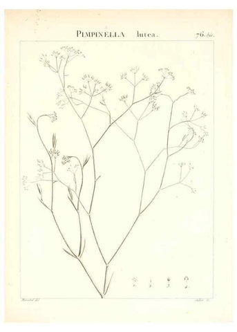 Reproducción/Reproduction 7455993266: Flora Atlantica, sive, Historia plantarum quae in Atlante, agro Tunetano et Algeriensi crescunt /. Parisiis :Apud Blanchon,1800.
