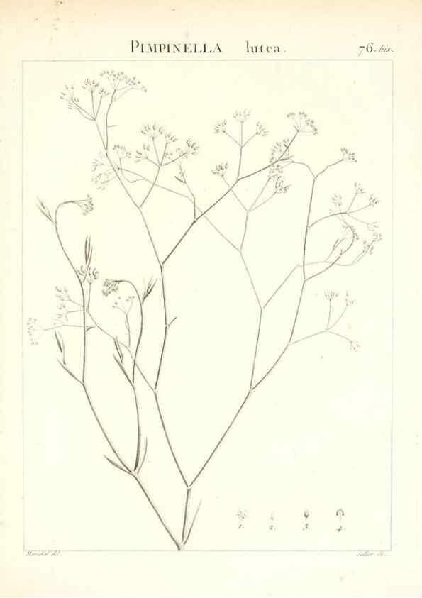Reproducción/Reproduction 7455993266: Flora Atlantica, sive, Historia plantarum quae in Atlante, agro Tunetano et Algeriensi crescunt /. Parisiis :Apud Blanchon,1800.