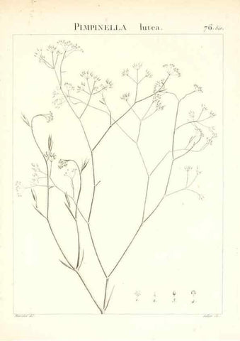Reproducción/Reproduction 7455993266: Flora Atlantica, sive, Historia plantarum quae in Atlante, agro Tunetano et Algeriensi crescunt /. Parisiis :Apud Blanchon,1800.