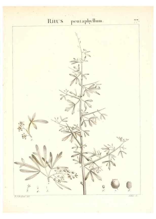 Reproducción/Reproduction 7455994428: Flora Atlantica, sive, Historia plantarum quae in Atlante, agro Tunetano et Algeriensi crescunt /. Parisiis :Apud Blanchon,1800.