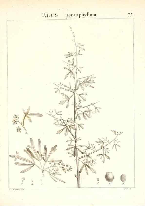 Reproducción/Reproduction 7455994428: Flora Atlantica, sive, Historia plantarum quae in Atlante, agro Tunetano et Algeriensi crescunt /. Parisiis :Apud Blanchon,1800.