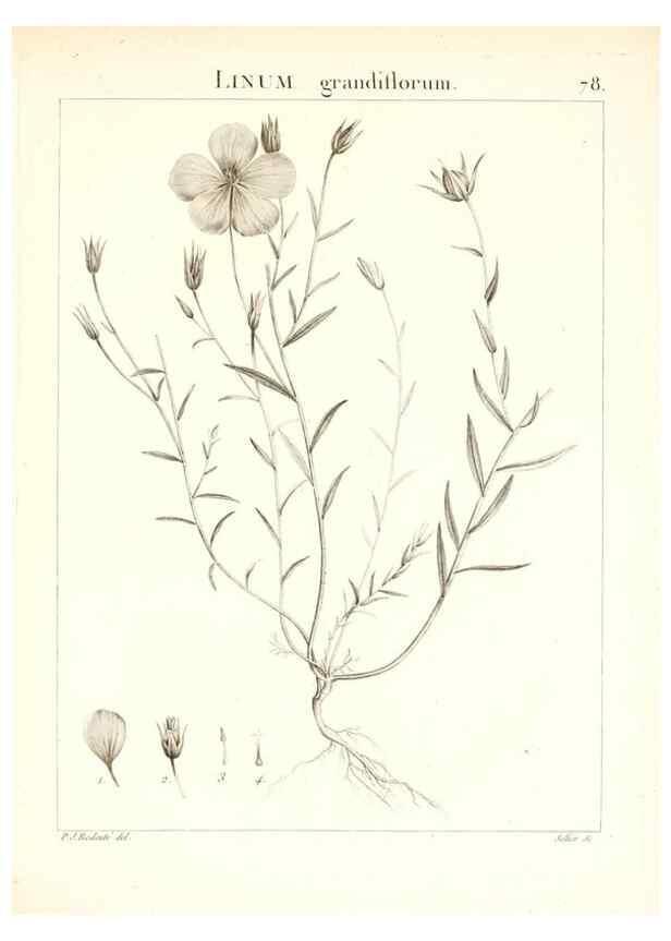 Reproducción/Reproduction 7455995420: Flora Atlantica, sive, Historia plantarum quae in Atlante, agro Tunetano et Algeriensi crescunt /. Parisiis :Apud Blanchon,1800.