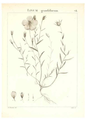 Reproducción/Reproduction 7455995420: Flora Atlantica, sive, Historia plantarum quae in Atlante, agro Tunetano et Algeriensi crescunt /. Parisiis :Apud Blanchon,1800.