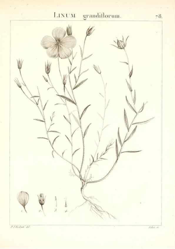 Reproducción/Reproduction 7455995420: Flora Atlantica, sive, Historia plantarum quae in Atlante, agro Tunetano et Algeriensi crescunt /. Parisiis :Apud Blanchon,1800.
