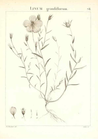 Reproducción/Reproduction 7455995420: Flora Atlantica, sive, Historia plantarum quae in Atlante, agro Tunetano et Algeriensi crescunt /. Parisiis :Apud Blanchon,1800.