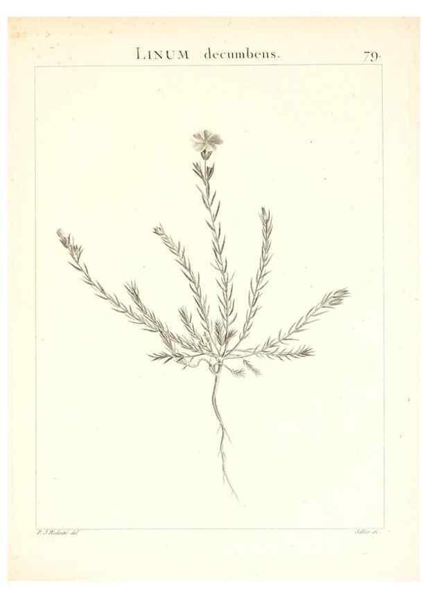 Reproducción/Reproduction 7455997020: Flora Atlantica, sive, Historia plantarum quae in Atlante, agro Tunetano et Algeriensi crescunt /. Parisiis :Apud Blanchon,1800.