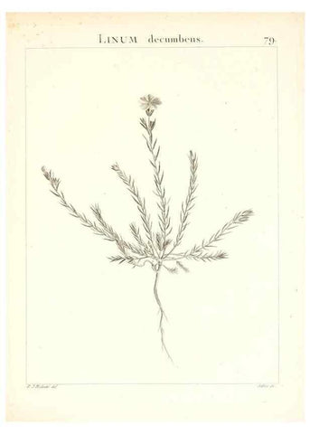 Reproducción/Reproduction 7455997020: Flora Atlantica, sive, Historia plantarum quae in Atlante, agro Tunetano et Algeriensi crescunt /. Parisiis :Apud Blanchon,1800.