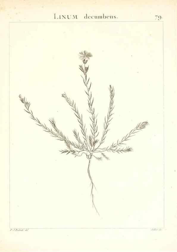 Reproducción/Reproduction 7455997020: Flora Atlantica, sive, Historia plantarum quae in Atlante, agro Tunetano et Algeriensi crescunt /. Parisiis :Apud Blanchon,1800.