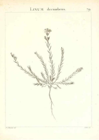 Reproducción/Reproduction 7455997020: Flora Atlantica, sive, Historia plantarum quae in Atlante, agro Tunetano et Algeriensi crescunt /. Parisiis :Apud Blanchon,1800.