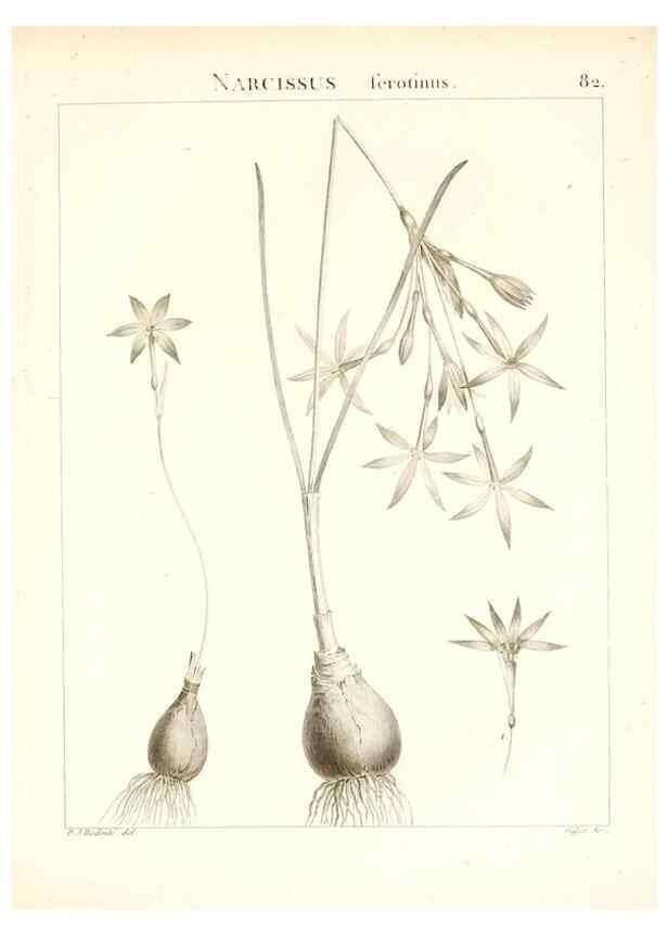 Reproducción/Reproduction 7455999670: Flora Atlantica, sive, Historia plantarum quae in Atlante, agro Tunetano et Algeriensi crescunt /. Parisiis :Apud Blanchon,1800.