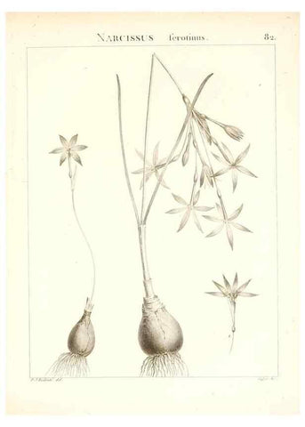 Reproducción/Reproduction 7455999670: Flora Atlantica, sive, Historia plantarum quae in Atlante, agro Tunetano et Algeriensi crescunt /. Parisiis :Apud Blanchon,1800.