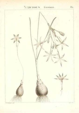 Reproducción/Reproduction 7455999670: Flora Atlantica, sive, Historia plantarum quae in Atlante, agro Tunetano et Algeriensi crescunt /. Parisiis :Apud Blanchon,1800.