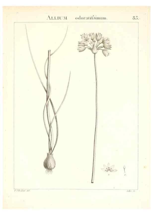 Reproducción/Reproduction 7456000478: Flora Atlantica, sive, Historia plantarum quae in Atlante, agro Tunetano et Algeriensi crescunt /. Parisiis :Apud Blanchon,1800.